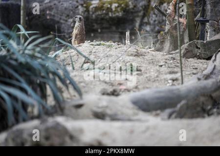 Zagreb, Croatie. 10th avril 2023. Meerkat est vu au zoo de Zagreb à Zagreb, en Croatie, sur 10 avril 2023. Photo: Slavko Midzor/PIXSELL crédit: Pixsell/Alamy Live News Banque D'Images