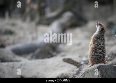 Zagreb, Croatie. 10th avril 2023. Meerkat est vu au zoo de Zagreb à Zagreb, en Croatie, sur 10 avril 2023. Photo: Slavko Midzor/PIXSELL crédit: Pixsell/Alamy Live News Banque D'Images