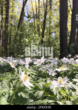 Des fleurs d'anémone de chêne fleurissent devant les arbres. Composition de la forêt de printemps. Mise au point sélective. Banque D'Images