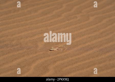 Pelle à lézard encrié dans le désert du Namib Banque D'Images