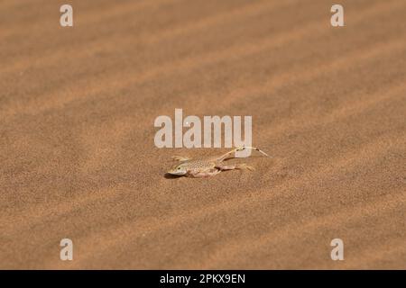 Pelle à lézard encrié dans le désert du Namib Banque D'Images