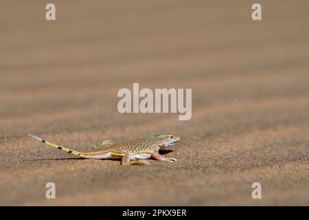 Pelle à lézard encrié dans le désert du Namib Banque D'Images