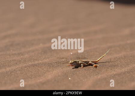 Pelle à lézard encrié dans le désert du Namib Banque D'Images