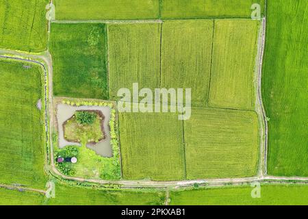 Vue de dessus de l'agroforesterie rangée de plantes mixtes, plantation de fruits et étang de poissons dans les terres cultivées à la campagne. Comptabilité, agriculture durable Banque D'Images