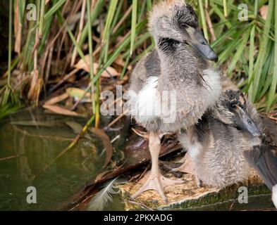 le gosling magpie a des peluches grises et des plumes blanches commencent à apparaître. Il a un oeil marron et un bec gris foncé. Banque D'Images