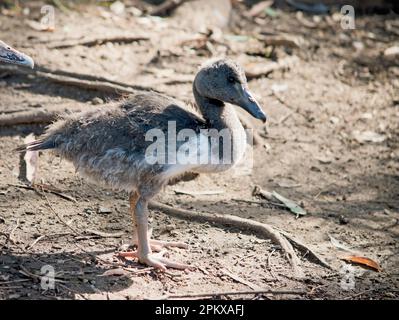 le gosling magpie a des peluches grises et des plumes blanches commencent à apparaître. Il a un oeil marron et un bec gris foncé. Banque D'Images