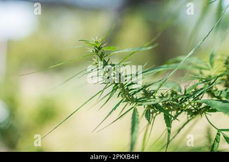 Gros plan de la marijuana, la feuille de cannabis pousse à l'extérieur dans le jardin. plante médicinale et addictive Banque D'Images