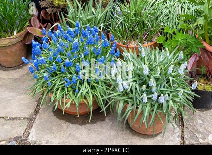 Plantes en pot printanières sur un patio. ROYAUME-UNI Banque D'Images