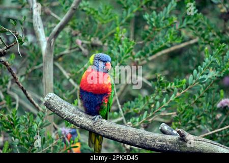 le lorikeet arc-en-ciel a des ailes vertes une tête bleue un bec orange et jaune sur sa poitrine Banque D'Images