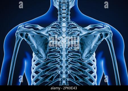 Vue postérieure ou arrière d'une scapula humaine précise ou d'un os d'épaule adultes contours du corps masculin 3D illustration du rendu. Anatomie, ostéologie, musculo-squelettique Banque D'Images