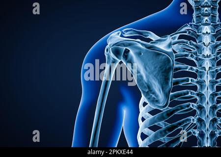 Vue postérieure ou arrière de l'os précis de la scapula humaine ou de la lame d'épaule contour du corps mâle adulte 3D rendu de l'illustration avec espace de copie. Anatomie, o Banque D'Images