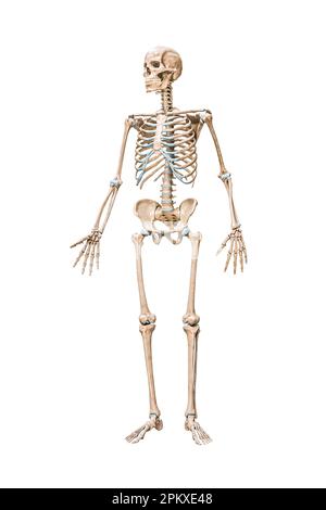 Vue avant du squelette humain complet précis 3D de l'illustration de rendu isolée sur blanc avec espace de copie. Anatomie, schéma médical vierge, squelette Banque D'Images