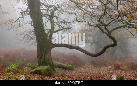 Un chêne un matin brumeux dans le parc national de Padley gorge Hope Valley Peak District Derbyshire. Banque D'Images