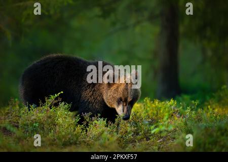 Portrait d'un jeune ours brun eurasien dans une forêt, Finlande. Banque D'Images