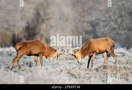 Gros plan de deux cerfs rouges qui se battent en hiver, au Royaume-Uni. Banque D'Images