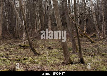 vue printanière de la forêt où les troncs d'arbres morts sont surcultivés avec de la mousse verte. Banque D'Images