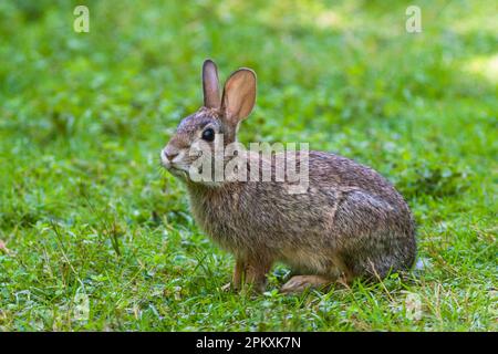 Un lapin dans la région du barrage de Birch Hill à Royalston, ma Banque D'Images