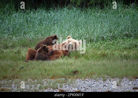 Mère ours sucer ses deux petits, grizzli, ours brun côtier (Ursus arctos midendorfi), baie de Kukak, parc national de Katmai, Alaska Banque D'Images