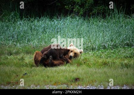 Mère ours sucer ses deux petits, grizzli, ours brun côtier (Ursus arctos midendorfi), Kukak Bay, parc national Katmai, AlaskaGrizzly Bear Banque D'Images