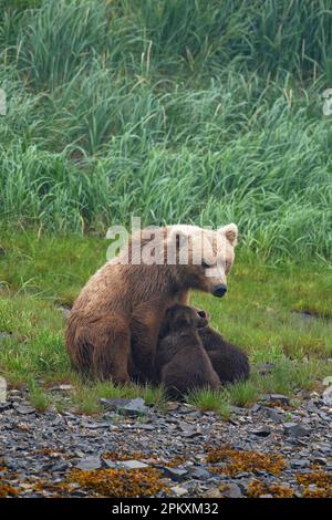 Mère ours sucer ses deux petits, grizzli, ours brun côtier (Ursus arctos midendorfi), baie de Kukak, parc national de Katmai, Alaska Banque D'Images