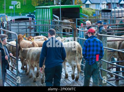 Bovins domestiques, jeunes bovins, races mixtes chargés sur des remorques par les agriculteurs et les travailleurs du marché de l'élevage, Knighton Livestock Banque D'Images