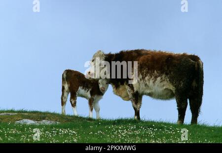 Hereford bétail, vache et veau debout sur l'herbe avec des fleurs blanches Banque D'Images