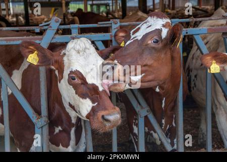 Bovins domestiques, vaches laitières de race croisée, gros plan de têtes, l'un léchant l'autre, à la barrière alimentaire de la grange, Cumbria, Angleterre, Royaume-Uni Banque D'Images