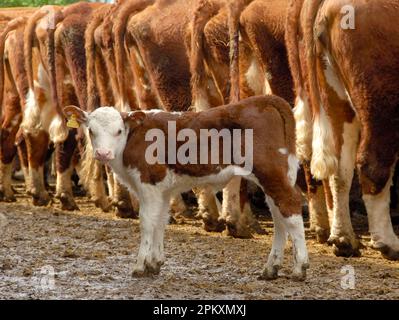 Bovins domestiques, troupeau de Hereford, veau debout derrière une rangée de vaches, Angleterre, Grande-Bretagne Banque D'Images