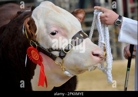 Bovins domestiques, vache Hereford, gros plan de la tête avec rosette, tenue en anneau de démonstration par anneau de nez et halter, Angleterre, Royaume-Uni Banque D'Images