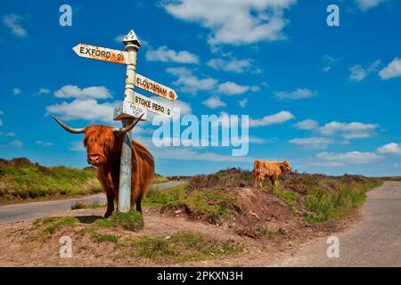 Bovins domestiques, bovins des Highlands, vache et veau, debout à côté du panneau de signalisation, Porlock Post Junction, Exmoor, Somerset, Angleterre, Royaume-Uni Banque D'Images