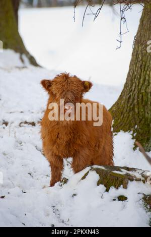 Bovins domestiques, bovins des Highlands, veau debout dans la neige, Helmsley, North Yorkshire, Angleterre, Royaume-Uni Banque D'Images