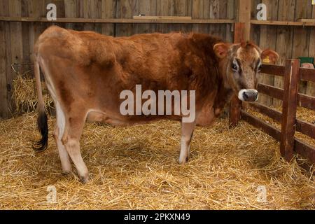 Bovins domestiques, veau de Jersey, debout sur la litière de paille dans la grange, Fishers Park Farm, West Sussex, Angleterre, Royaume-Uni Banque D'Images