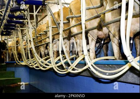 Bovins domestiques, vaches Jersey, cheptel laitier en traite dans un salon de traite, pays de Galles, Royaume-Uni Banque D'Images