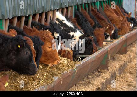 Élevage de bovins, bovins de boucherie se nourrissant de mélanges d'ensilage aux barrières alimentaires, Angleterre, Royaume-Uni Banque D'Images