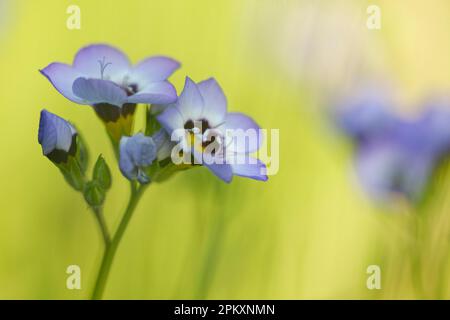 Yeux d'oiseau (Gilia tricolor) Banque D'Images