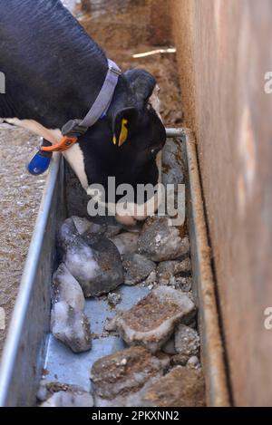 Laiterie, vache laitière Holstein, collier d'usure, gros plan de la tête, bloc minéral de léchage depuis le creux dans une cabane en bois, North Yorkshire Banque D'Images