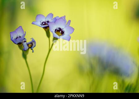 Yeux d'oiseau (Gilia tricolor) Banque D'Images