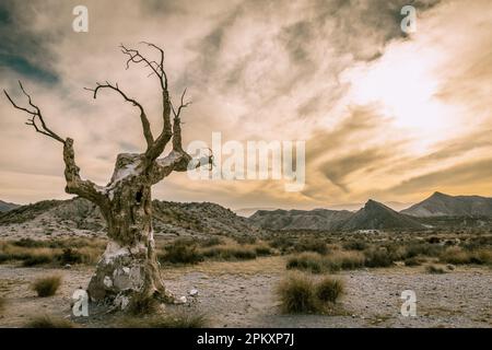 L'arbre de l'exécuteur paysage post-apocalyptique dans le désert de Tabernas à Almeria Espagne Banque D'Images