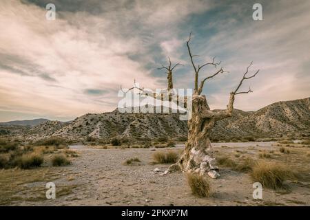 L'arbre de l'exécuteur dans le paysage désertique de Tabernas n Almeria Espagne Banque D'Images