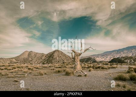 L'arbre de l'exécuteur dans le paysage désertique de Tabernas en Andalousie Espagne Banque D'Images