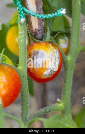 la culture de la tomate malade avec des taches, affectée par le feu tardif sur une brousse. Maladies fongiques des tomates, prévention et soins. Mise au point sélective. Banque D'Images