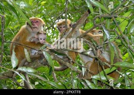 Toque macaques (Macaca sinica), Sri Lanka Banque D'Images