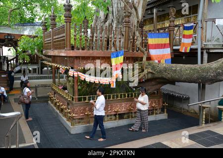 Arbre Bodhi, Temple Gangaramaya, Colombo, Sri Lanka Banque D'Images