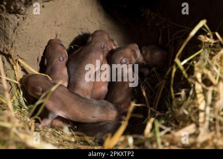 Hamster européen (Cricetus cricetus), youngs, 7 jours, en Burrow, europe Banque D'Images