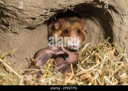 Hamster européen (Cricetus cricetus), femelle avec des jeunes, 7 jours, en terrier, europe Banque D'Images