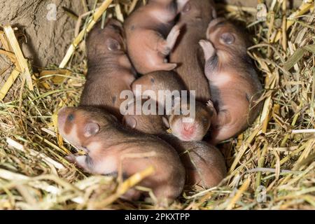 Hamster européen (Cricetus cricetus), youngs, 7 jours, en Burrow, europe Banque D'Images