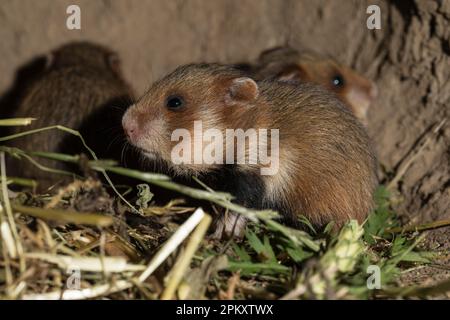 Hamster européen (Cricetus cricetus), youngs, 16 jours, en Burrow, europe Banque D'Images