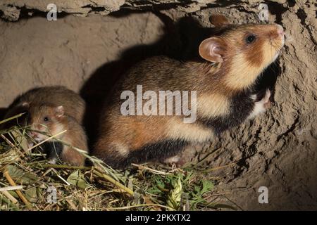 Hamster européen (Cricetus cricetus), femelle avec des jeunes, 16 jours, en terrier, europe Banque D'Images