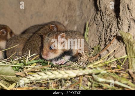 Hamster européen (Cricetus cricetus), youngs, 17 jours, en Burrow, europe Banque D'Images