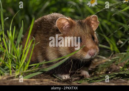 Hamster européen (Cricetus cricetus), adulte, femme, herbe, Europe Banque D'Images